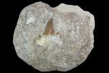 Otodus Shark Tooth Fossil In Rock - Eocene #87020-1